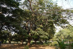 Vernicia fordii